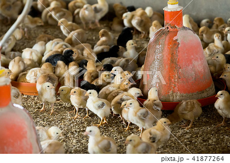 Fluffy baby chickens on poultry farmhouse. Fluffy baby chickens on poultry farmhouse. 41877264