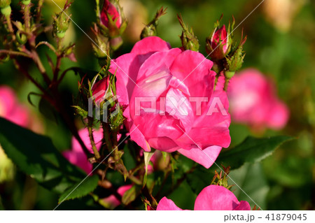 山下公園バラ園 41879045