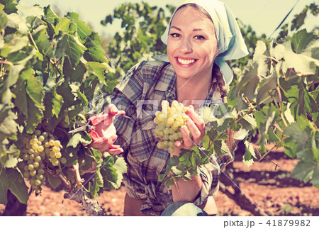 Young admiring woman picking ripe grapes on vineyard Young admiring woman picking ripe grapes on vineyard 41879982