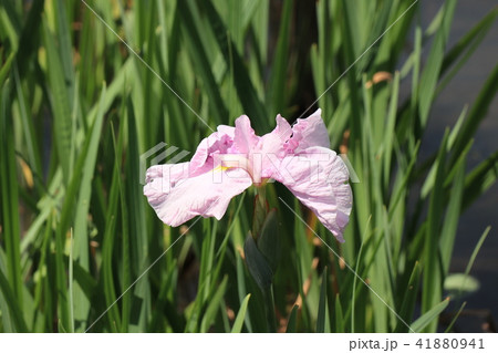 梅雨の花「花しょうぶ」山田池花しょうぶ園:大阪府枚方市 梅雨の花「花しょうぶ」山田池花しょうぶ園:大阪府枚方市 41880941