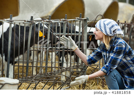 Farm girl taking care of calves herd Farm girl taking care of calves herd 41881858