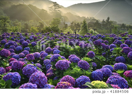 陽明山 紫陽花 アジサイ 41884506