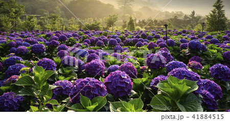 陽明山 紫陽花 アジサイ 41884515