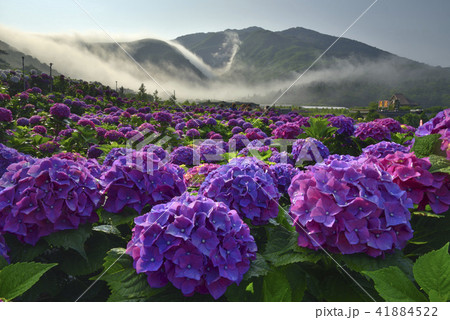 陽明山 紫陽花 アジサイ 41884522