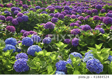 台湾 陽明山 紫陽花 41884524