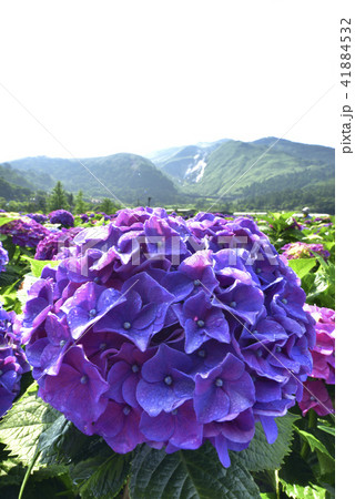 台湾 陽明山 紫陽花 41884532