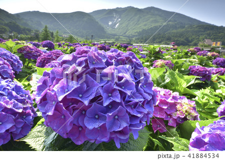 台湾 陽明山 紫陽花 41884534
