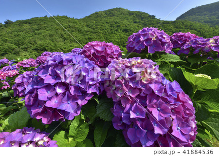 陽明山 紫陽花 アジサイ 41884536