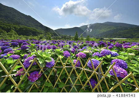 陽明山 紫陽花 アジサイ 41884543