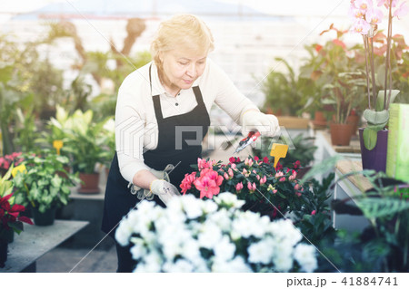 Portrait of female gardener with secateur who is taking care of flowers 41884741