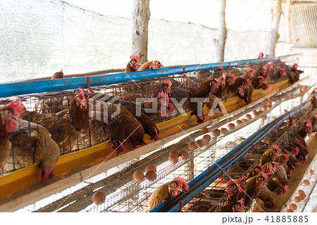 Farm chicken in a barn 41885885