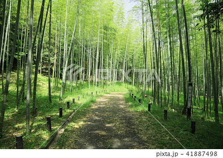 竹林　新緑の竹林　竹林散策路　竹　 41887498