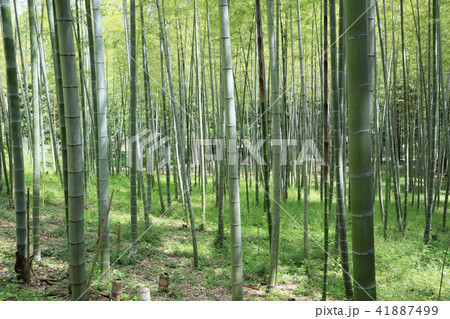 竹林 新緑の竹林 竹 初夏の竹林 竹山 竹並木 竹林 新緑の竹林 竹 初夏の竹林 竹山 竹並木 41887499