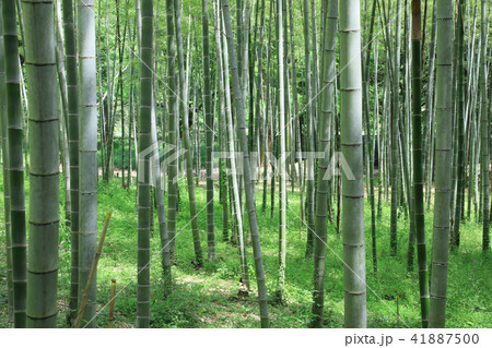 竹林　新緑の竹林　竹　初夏の竹林　竹山　竹並木 41887500