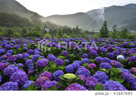 陽明山 紫陽花 アジサイ 41887685