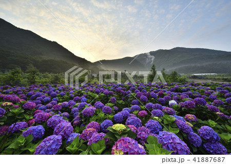 陽明山 紫陽花 アジサイ 41887687