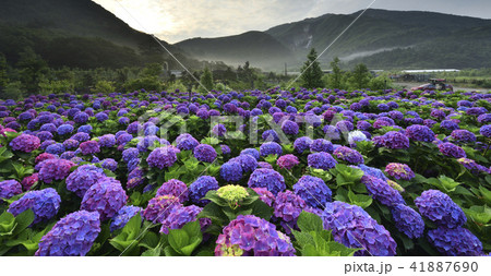 陽明山 紫陽花 アジサイ 41887690