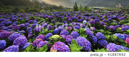 陽明山 紫陽花 アジサイ 41887692