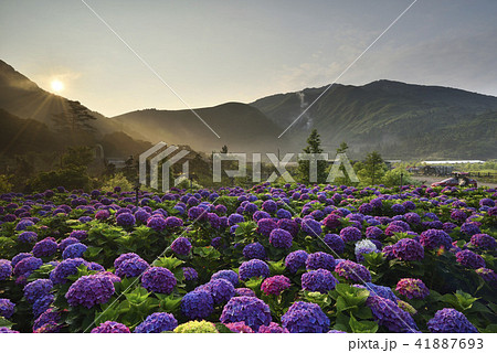 陽明山 紫陽花 アジサイ 41887693
