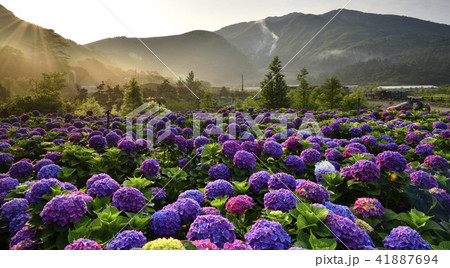 陽明山 紫陽花 アジサイ 41887694