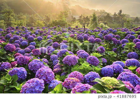 陽明山 紫陽花 アジサイ 41887695