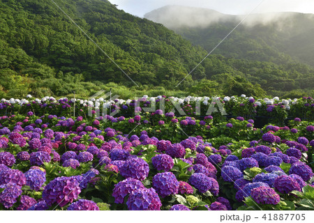 陽明山 紫陽花 アジサイ 41887705
