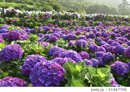 陽明山 紫陽花 アジサイ 41887706