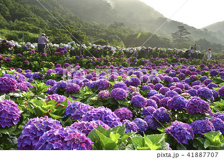 陽明山 紫陽花 アジサイ 41887707