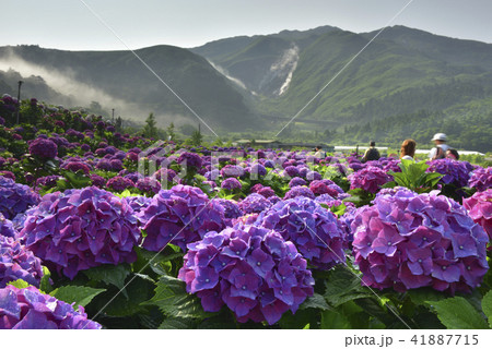 陽明山 紫陽花 アジサイ 41887715