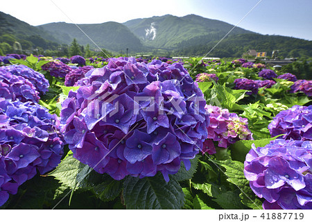 陽明山 紫陽花 アジサイ 41887719
