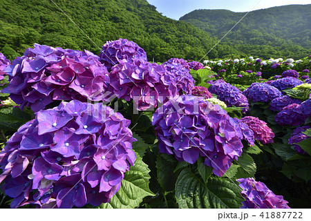陽明山 紫陽花 アジサイ 41887722