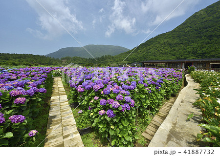 陽明山 紫陽花 アジサイ 41887732