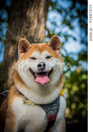 動物 動物学 ペット 41887914