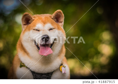 動物 動物学 ペット 41887915