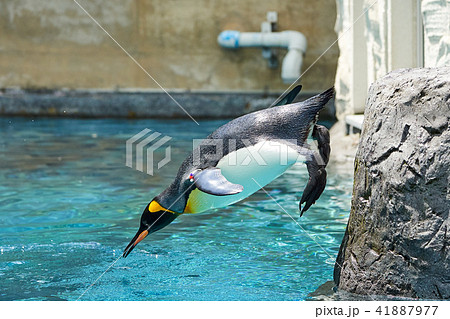 プールに飛び込むキングペンギンの写真素材