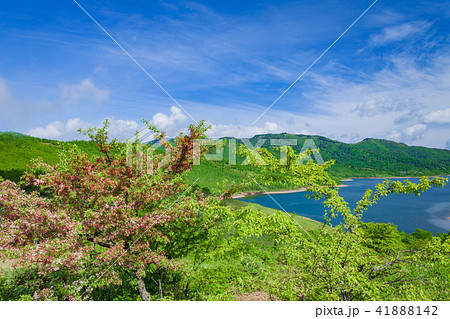 ズミの花咲く野反湖 ズミの花咲く野反湖 41888142