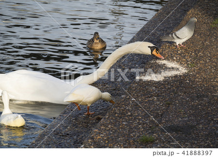 英国　イギリス　水鳥　白鳥　水　漁る　長い首 41888397