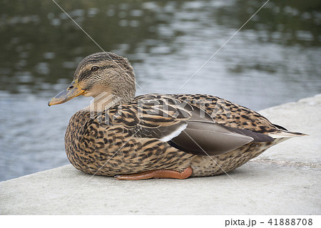 英国　イギリス　水鳥　鴨　雌鳥　水　池　湖 41888708