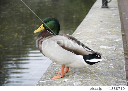 英国 イギリス 水鳥 鴨 雄鳥 水 池 湖 英国 イギリス 水鳥 鴨 雄鳥 水 池 湖 41888710