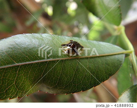 ジンガサハムシ 41888932