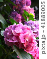 アジサイの花 アジサイの花 41889005