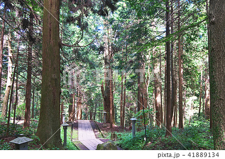 大雄山最乗寺　参道の樹林 41889134