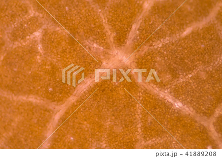 Plant cells background. 41889208