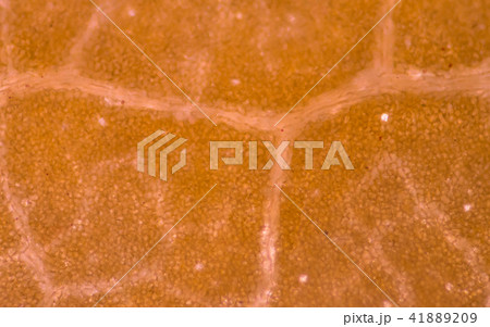 Plant cells background. 41889209
