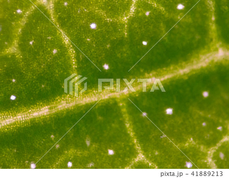 Plant cells background. 41889213