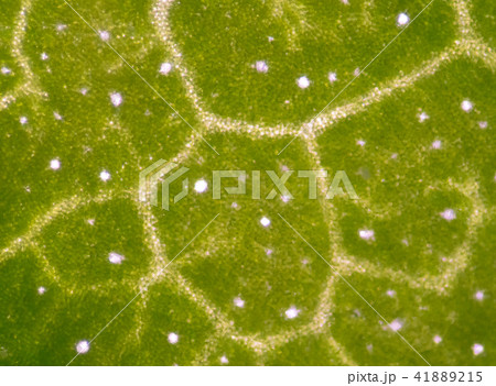 Plant cells background. 41889215