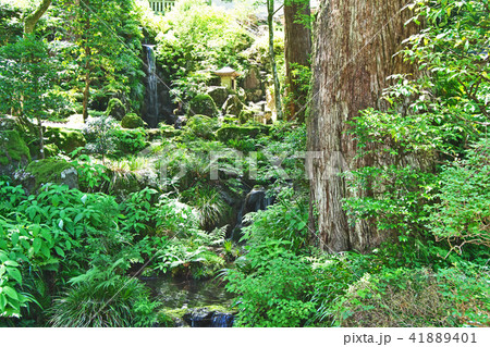 大雄山最乗寺　新緑に包まれる清心の滝 41889401