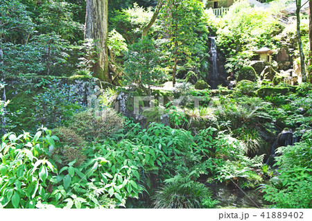大雄山最乗寺　新緑に包まれる清心の滝 41889402