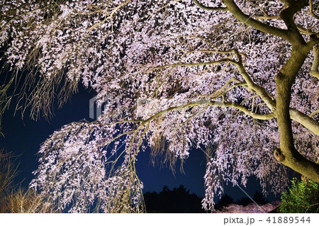 静岡県桜スポット観光スポット・秩父宮記念公園の夜桜満開の枝垂桜・宵闇バック横位置 41889544