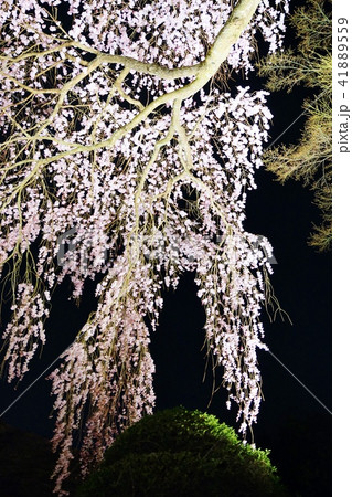 静岡県桜スポット観光スポット・秩父宮記念公園の夜桜満開の枝垂桜・宵闇バック縦位置 静岡県桜スポット観光スポット・秩父宮記念公園の夜桜満開の枝垂桜・宵闇バック縦位置 41889559